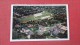 - Kentucky> Lexington  University Stadium ----------- Ref 1889 - Lexington