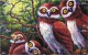 O03217 China Phone Cards Owl Puzzle 48pcs - Búhos, Lechuza