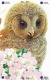 Delcampe - O03217 China Phone Cards Owl Puzzle 48pcs - Eulenvögel