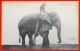 CPA (Cirque) HAGENBECK - L´ Elephant PUNCHI ** Circus - Circus