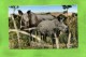 FAUNE AFRICAINE RHINOCEROS BLANCS - Rhinoceros