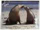 (PH 200) Australia - SA - Kangaroo Island - Seals - Kangaroo Islands