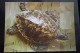 TURTLE - Testudo  - Eretmochelya Imbricata -soviet Postcard - Old PC - Tortue 1975 - Tartarughe