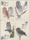 Owls Of Ukraine, Complete Set Of 12 MCs - Búhos, Lechuza