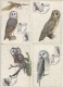 Owls Of Ukraine, Complete Set Of 12 MCs - Búhos, Lechuza