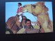 Carte Moderne. APRES UNE COURSE DE CHAMEAUX, Le Gagnant Nourrit Rapidement Son Animal. Circulé 1980 Etat TBon DROMADAIRE - Arabia Saudita