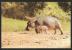 HIPPO Flusspferd Hippopotamus Baby Mombasa Kenya 1982 - Hippopotames