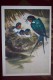 Village  Swallow  Bird - Old USSR Postcard 1980 - Oiseaux