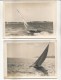 Voiliers, Bateau, Lot De 4 Photographies Originales A. Traverso, Photographe à Cannes - Bateaux