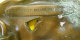 Magnifique Dragon Boucle De Ceinture Bergamot Brass Works Belt Buckle à Nettoyer Original Genuine Voir Scans Pour Détail - Cinture & Fibbie