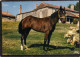 Villereal - Centre Hippique Pur Sang élevage Lasserre à Rives.  ( 2 Scans ) - Hippisme