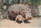 Hippopotamus - Hippopotamus Amphibius - Animals - Postcard On Thin Paper - Riga Zoo - Latvia USSR - Unused - Hippopotamuses