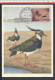 SAINT-MARIN - 1963 - CARTE MAXIMUM TIMBREE THEME OISEAUX " VANNEAU HUPPE " - - Lettres & Documents