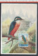 SAINT-MARIN - 1960 - CARTE MAXIMUM TIMBREE THEME OISEAUX " MARTIN PECHEUR " - - Lettres & Documents