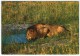 AFRICAN WILD LIFE - LION AT WATER HOLE / WITH ZAMBIA THEMATIC STAMPS-AIRPLANE - Zambia