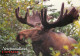 Bull Moose, Newfoundland, Canada Postcard Posted 2009 Stamp - Autres & Non Classés