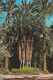 España--Alicante--Elche--Huerto Del Cura--Palmera Imperial De Los Ocho Brazos--200, Años - Trees