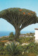 España--Tenerife--Los Realejos--Drago, Milenario-- - Trees