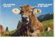 Humor, Umorismo - Jux AK - Cattle, Tierische Gruesse Vom Alpenland,  Kuh - Cows