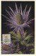 BELGIQUE CARTE MAXIMUM   NUM.YVERT  815 FLEURS   PANICAUT DES DUNES - 1934-1951