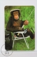 1993 Small/ Pocket Calendar - Monkey Fishing - Tamaño Pequeño : 1991-00
