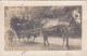 CARTE PHOTO  Attelage Avec Cheval  Avec Caléche Animation Cheval Transport Attaco Horse - Teams