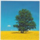 Tree Arbre - Trees