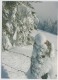 Tree Arbre Winter Landscape - Alberi