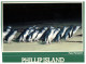 (PF 368) Australia - VIC - Phillip Island Penguins - Mornington Peninsula