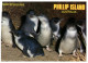 (PF 368) Australia - VIC - Phillip Island Penguins - Mornington Peninsula