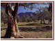 (PF 368) Australia - SA - Flinders Ranges Elder Ranges - Flinders Ranges