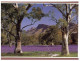 (PF 368) Australia - SA - Flinders Ranges Wilpena Homestead - Flinders Ranges