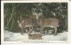 Carte Postale  Etats Unis  : A Deer Family In The White Mountains  N.H - White Mountains