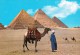 Egypt - Giza Gizeh - The Pyramids Camel Bedouin - Gizeh