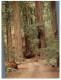 (975) USA - Redwood Tree Forest - Trees