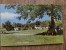 47206 POSTCARD: SURREY: Tilford Green. - Surrey