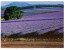 (361) Australia - TAS - Nabowla Lavender Fields - Wilderness