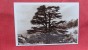 RPPC   > Lebanon  The Cedars The Flag    -ref 1987 - Lebanon