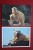 Polar Bear  - 2 Postcards Lot - PC - 1980s - Beren