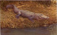 Louisiana Alligator - Autres & Non Classés