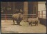 RHINOCEROS RHINO NASHORN ZOO ZAGREB CROATIA OLD POSTCARD #19 - Rinoceronte