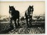 France Apres Guerre Agriculture Chevaux Et Paix Redescendit Sur Terre Ancienne Photo De Presse 1945 - Autres & Non Classés