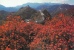 China - Beautiful View Of Deep-dyed Serried Woods, Badaling Great Wall, Beijing - Pékin, Grande Muraille De Chine - China