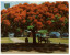 (644) Australia - QLD - Poinciana Tree - Arbres