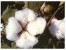 (989) Australia - QLD - Cotton Farming - Cultures