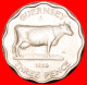 • COW: GUERNSEY ★3 PENCE 1959 THICK FLAN! LOW START&#9733; NO RESERVE! - Guernesey