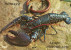 HOMARD SAUCE ARMORICAINE Recipe - Aragosta Ricetta - Ricette Di Cucina