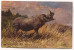 Rhino Nashorn, Art PC 1935. - Rhinoceros