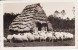 Carte Postale Photo Paysages D´Art De Emile VIGNES Photographe à Castets Des Landes-Vieille Ferme Avec Moutons-Mouton - Castets