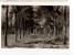 URUGUAY ARTIGAS TREE NURSERY GARDEN PHOTO TARJETA POSTAL  Ca1900 POSTCARD Cpa Ak (W4_1646) - Uruguay